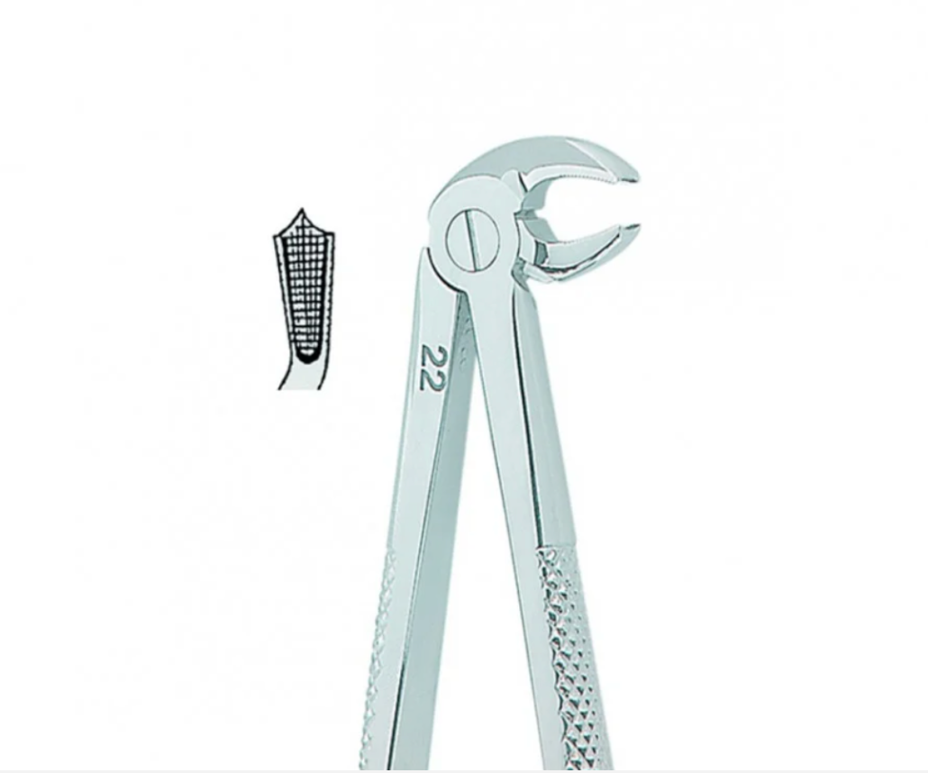 Extracting Forceps English No. 22 MEDIUM