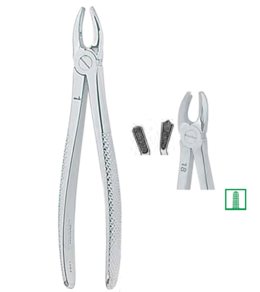 Extracting Forceps English No. 18 MEDIUM