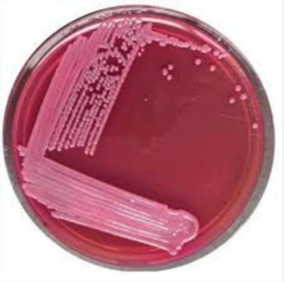 Himedia MacConkey Agar Plates Pack/50 Plates