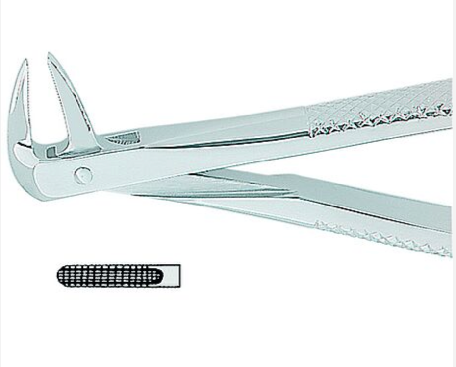 Extracting Forceps English No. 74N MEDIUM