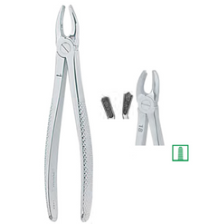 Extracting Forceps English No. 18 MEDIUM