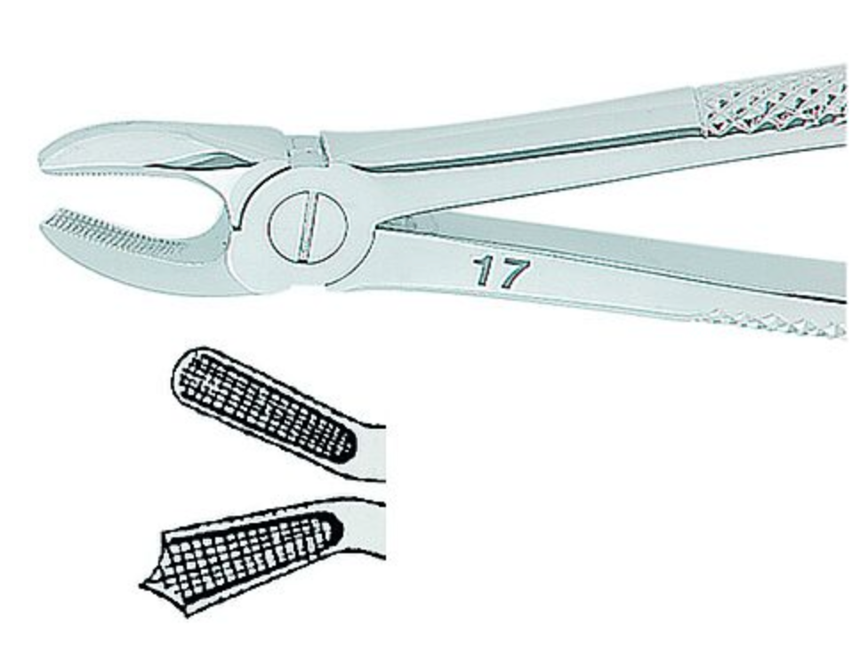 Extracting Forceps English No. 17 MEDIUM